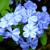 Plumbago auriculata Niebieski krzew Ołownik sadzonki 