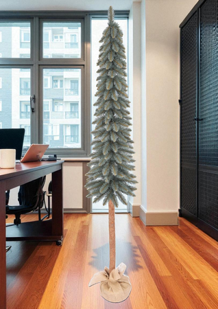 Choinka Świerk srebrny na pniu – Srebrzysta Smukła Elegancja 140 cm