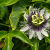 Marakuja Męczennica (Passiflora Edulis) 10 nasion