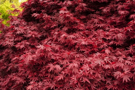 Klon palmowy Acer palmatum 'Shaina'
