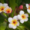 Plumeria rubra Hawaiian Pearl sadzonka plumerii Hawajskie kwiaty 