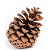 Naturalna Duża Szyszka Sosny Pinii