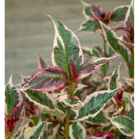 Hortensja Hydrangea 'Euphorbia Pink'