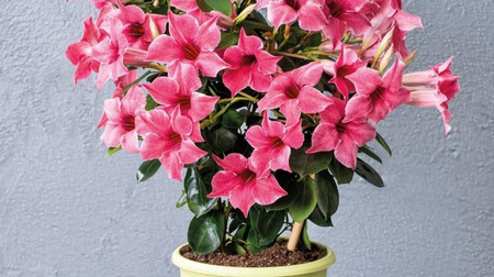Mandevilla Sundaville Flamingo Pink (Dipladenia) Sandevilla