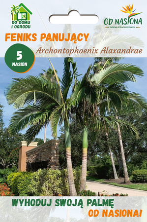 Palma Feniks Panujący (Archontophoenix Alexandrae) 5 szt nasion 