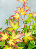 Klon palmowy Acer palmatum 'Little Princess'
