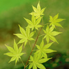 Klon palmowy Acer palmatum 'Summer Gold'