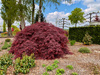 Klon palmowy Acer palmatum 'Garnet'