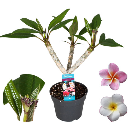 Plumeria mix color sadzonka plumerii Hawajskie kwiaty 