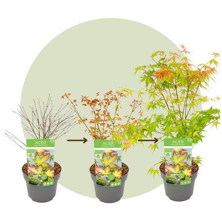 Klon palmowy Acer palmatum 'Little Princess'