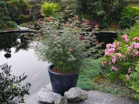 Klon palmowy Acer palmatum 'Jerre Schwartz'