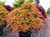 Klon palmowy Acer shirasawanum 'Moonrise'