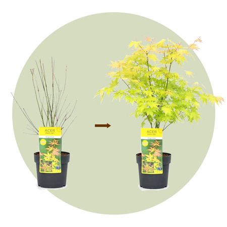 Klon palmowy Acer palmatum 'Orange Dream'