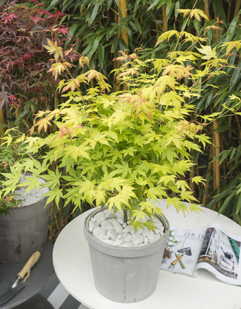 Klon palmowy Acer palmatum 'Orange Dream'