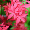 Klon palmowy Acer palmatum Little Red