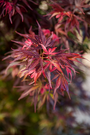 Klon palmowy Acer palmatum 'Skeeters Broom'