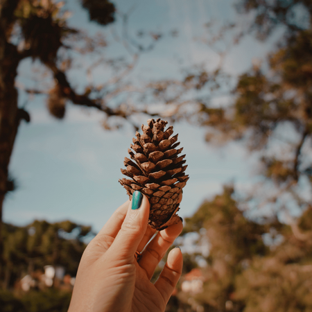 Naturalna Szyszka Sosny Zwykłej