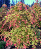 Klon palmowy Acer shirasawanum 'Moonrise'