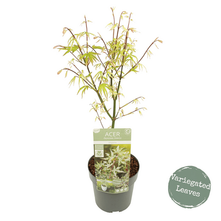 Acer palmatum 'Ukigumo'