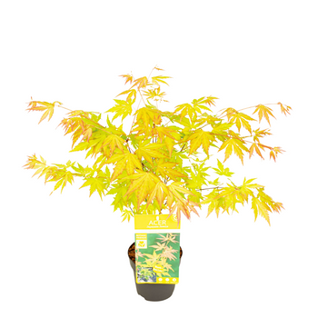 Klon palmowy Acer palmatum 'Orange Dream'
