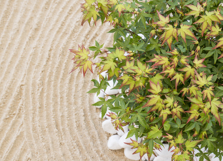 Klon palmowy Acer palmatum 'Little Princess'