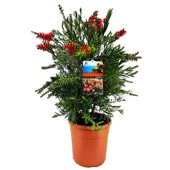 Krzew Kuflik Callistemon