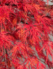 Klon palmowy Acer palmatum 'Emerald Lace'