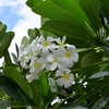 Plumeria rubra Hawaiian Pearl sadzonka plumerii Hawajskie kwiaty 