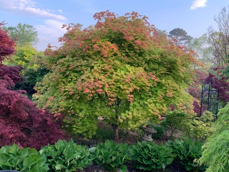 Klon palmowy Acer shirasawanum Moonrise