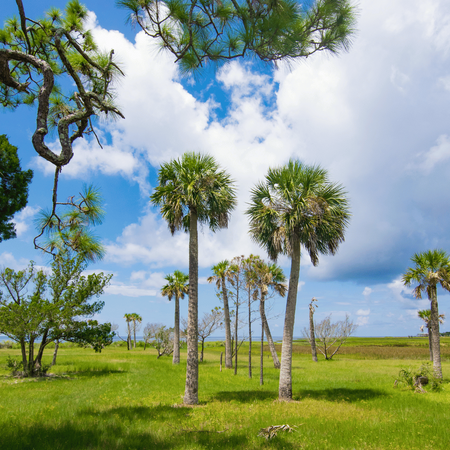 Palma Kabaczkowa (Sabal Palmetto) 5 nasion