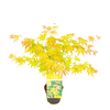 Klon palmowy Acer palmatum 'Orange Dream'