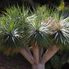 Dracena Smocza  (Dracaena Draco)  5 szt nasion