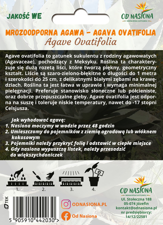 Agawa (Agave Ovatifolia) 5 szt nasion