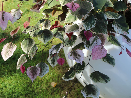 Judaszowiec kanadyjski (Cercis canadensis) odmiana 'CAROLINA SWEETHEART'