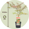 Klon palmowy Acer palmatum 'Shirazz'