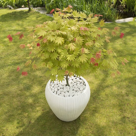 Klon palmowy Acer shirasawanum Moonrise