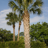 Palma Kabaczkowa (Sabal Palmetto) 5 nasion
