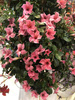 Mandevilla Sundaville Flamingo Pink (Dipladenia) Sandevilla