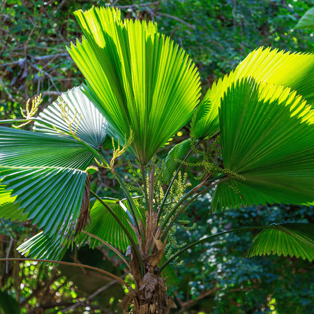 Palma Wachlarzownica Wyniosła (Licuala Grandis) 3 nasiona