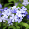 Plumbago auriculata Niebieski krzew Ołownik sadzonki 