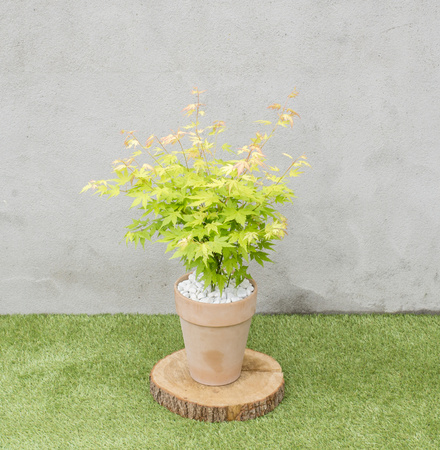 Klon palmowy Acer palmatum 'Orange Dream'