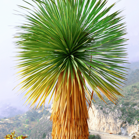 Juka Rostrata (Yucca Rostrata) 5 nasion