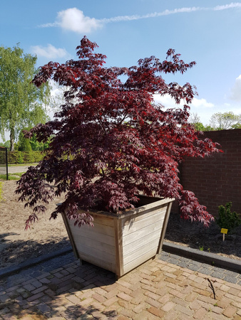 Klon palmowy Acer palmatum 'Black Lace'