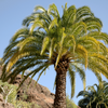 Palma Królewska Daktylowiec Kanaryjski (Phoenix Canariensis) 5 nasion