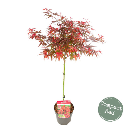 Klon palmowy Acer palmatum 'Shaina'