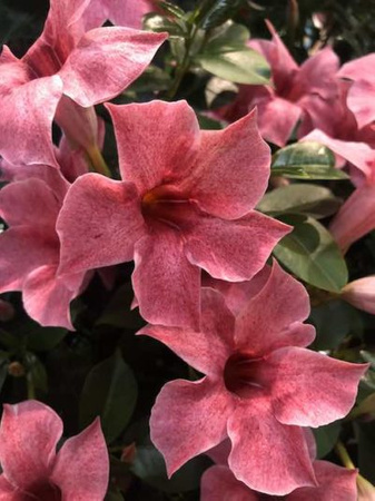 Mandevilla Sundaville Flamingo Pink (Dipladenia) Sandevilla