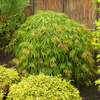 Klon palmowy Acer palmatum 'Dissectum'