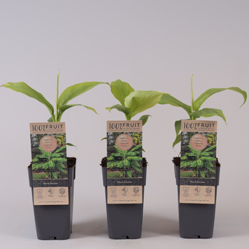 Bananowiec Basjoo (Musa Basjoo) jedyny mrozoodporny bananowiec w Polsce