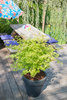 Klon palmowy Acer palmatum 'Anne Irene'