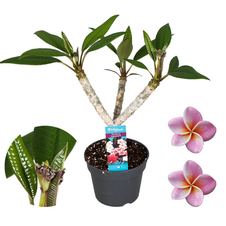 Plumeria rubra Hawaiian Opal Pink sadzonka plumerii Hawajskie kwiaty 